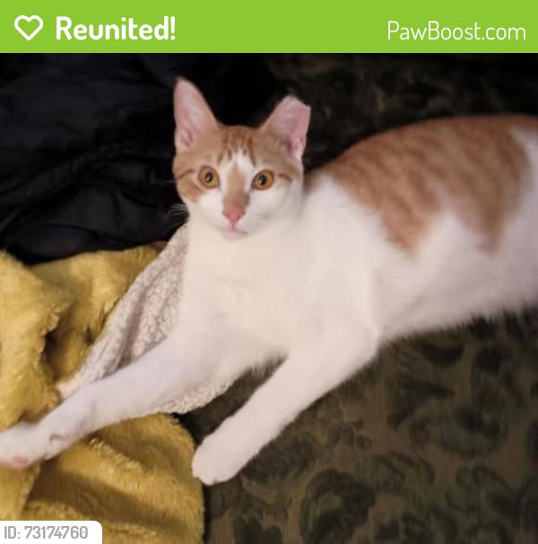 Reunited Male Cat last seen Tanglewood Dr. and Clemson Boulevard, Anderson, SC 29621