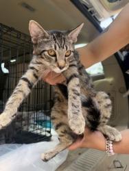 Shelter Stray Male Cat last seen High Gate LN, 30038, GA, 3280 Chamblee Dunwoody Rd, Chamblee, GA 30341, USA