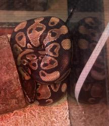 Shelter Stray Unknown Ball python last seen Near MONTREAL CREEK CIRCLE, 30021, GA, 3280 Chamblee Dunwoody Rd, Chamblee, GA 30341, USA