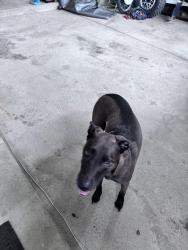 Found/Stray Female Dog last seen Gulley Rd M-59 and Latson, Oceola Township, MI 48843