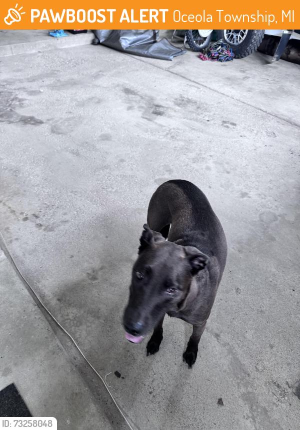 Found/Stray Female Dog last seen Gulley Rd M-59 and Latson, Oceola Township, MI 48843