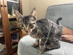 Shelter Stray Unknown Cat last seen Near BEACON AVE S, Seattle, WA, 2061 15th Ave W, Seattle, WA 98119, USA
