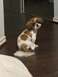 Lost Male Dog last seen Down the street from Sonic, Spring, TX 77388