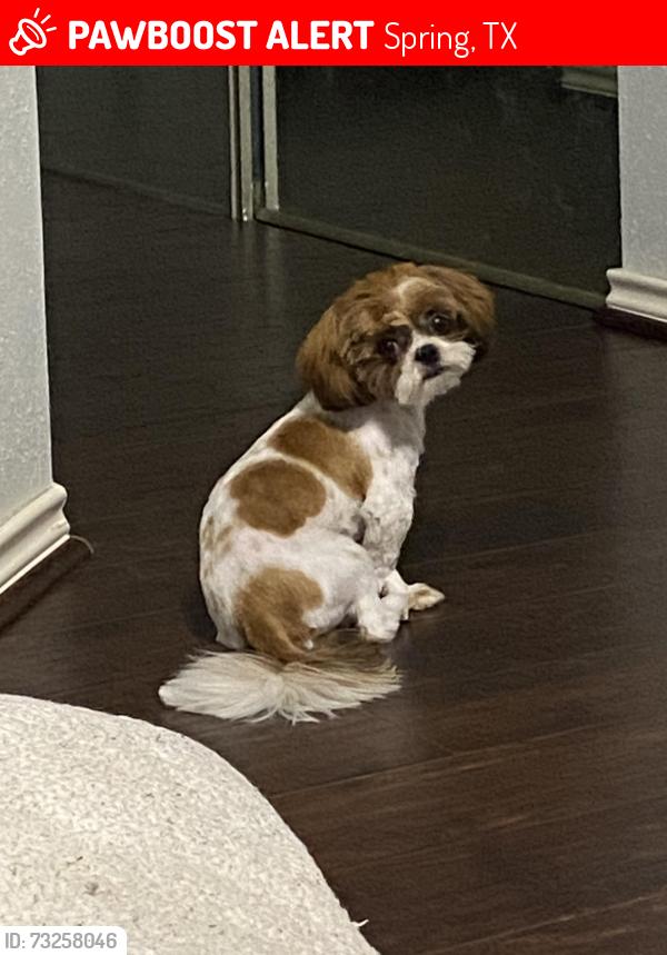 Lost Male Dog last seen Down the street from Sonic, Spring, TX 77388