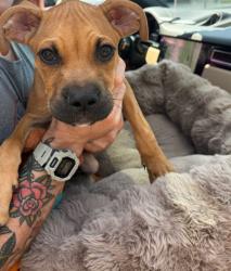 Shelter Stray Male Dog last seen Near Piedmont Rd NE, Atlanta, GA, 1251 Fulton Industrial Blvd NW, Atlanta, GA 30336, USA