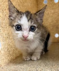 Shelter Stray Male Cat last seen Near W Walnut AVE, County/Unicorporated, NC, 1491 Business Park Ct, Gastonia, NC 28052, USA