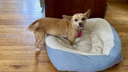 Found/Stray Female Dog last seen Wardlow, Long Beach, CA 90805