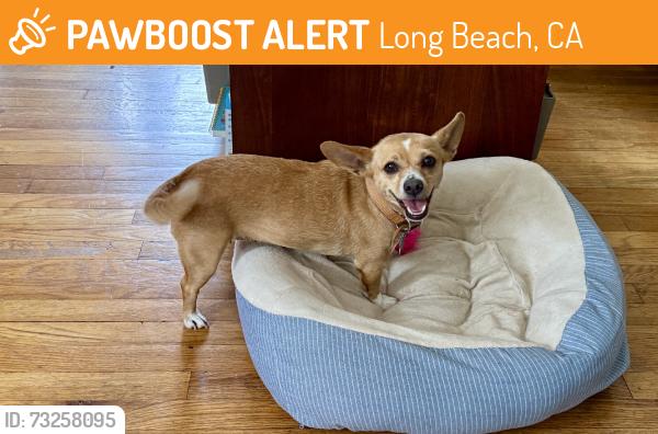 Found/Stray Female Dog last seen Wardlow, Long Beach, CA 90805