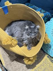 Lost Male Cat last seen Near Legacy Ridge, San Antonio 78260, San Antonio, TX 78260