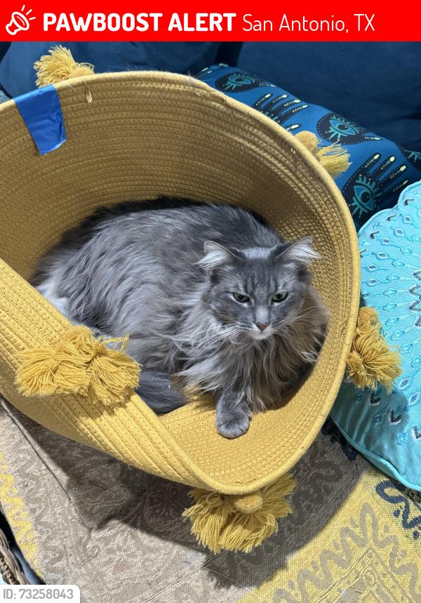 Lost Male Cat last seen Near Legacy Ridge, San Antonio 78260, San Antonio, TX 78260