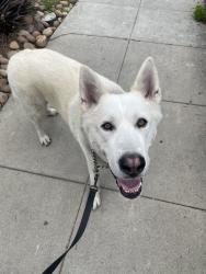 Found/Stray Male Dog last seen Bronson, Los Angeles, CA 90028