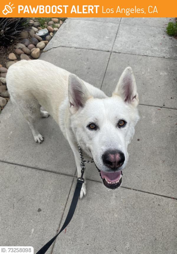 Found/Stray Male Dog last seen Bronson, Los Angeles, CA 90028