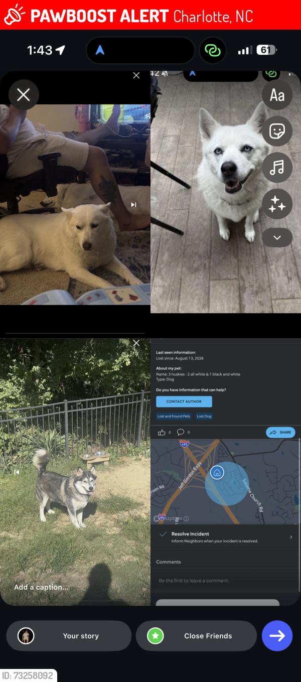 Lost Male Dog last seen Near Mallard Lake Rd, Charlotte, NC 28262