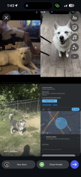 Lost Male Dog last seen Near Mallard Lake Rd, Charlotte, NC 28262