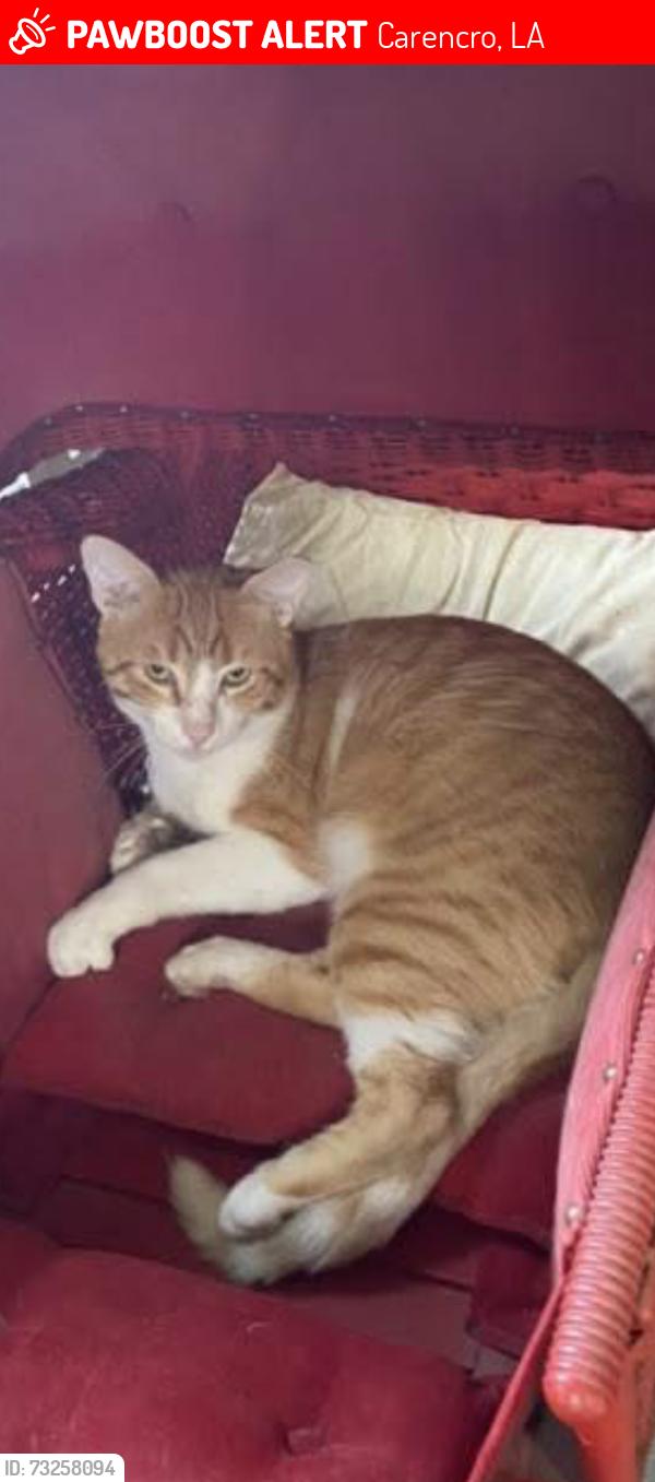 Lost Male Cat last seen MAGELLAN ROAD CARENCRO LA Buster AND Quinton, Carencro, LA 70520