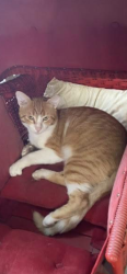 Lost Male Cat last seen MAGELLAN ROAD CARENCRO LA Buster AND Quinton, Carencro, LA 70520