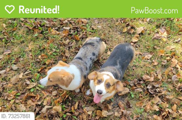 Reunited Female Dog last seen Seen by Jeff’s little store on Marion, Rochester, MN 55904