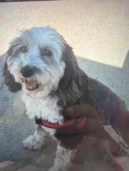Lost Female Dog last seen Bee safe storage, Charlotte, NC 28203