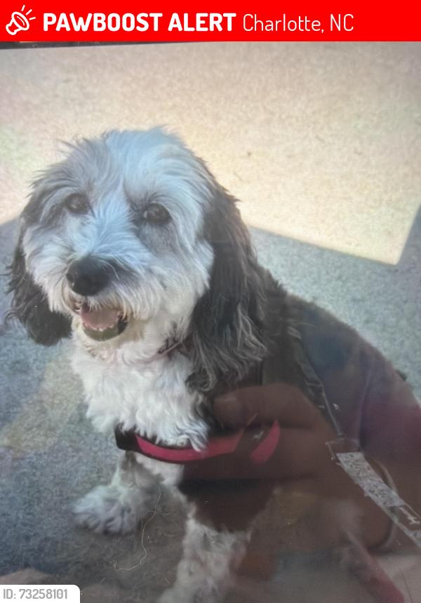 Lost Female Dog last seen Bee safe storage, Charlotte, NC 28203