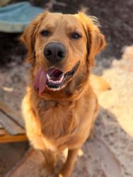 Reunited Male Dog last seen Woodlands of Bell Lane Pace Florida, Pace, FL 32571