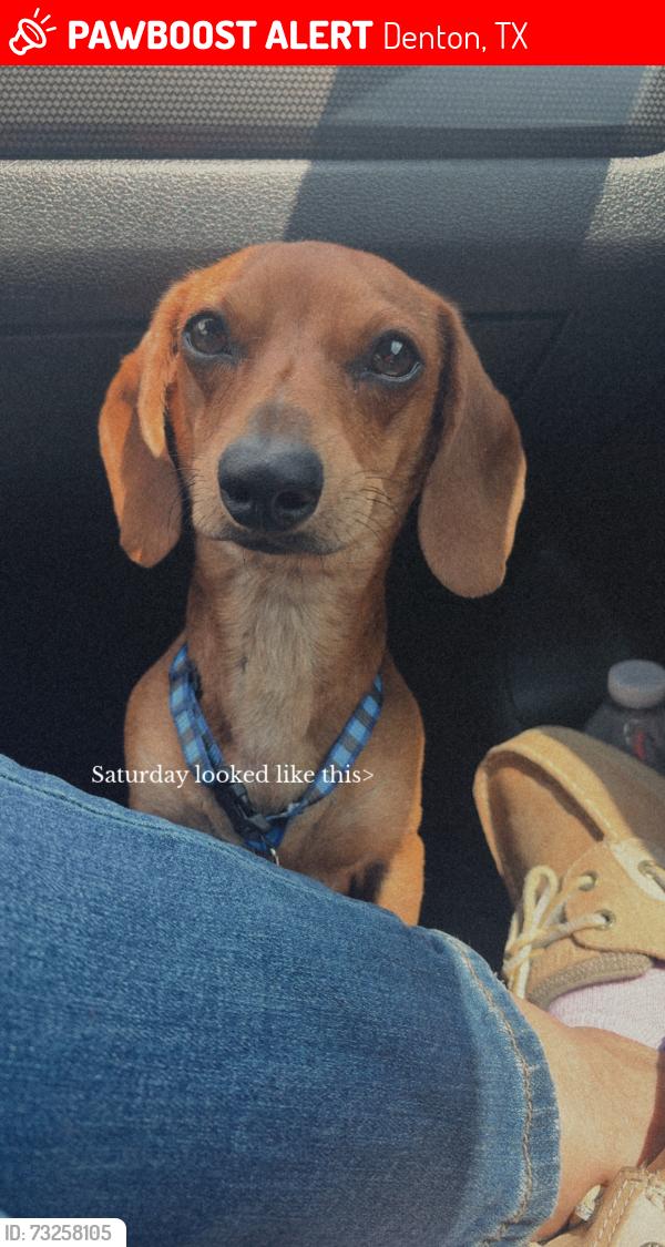 Lost Male Dog last seen McCormick st, Denton, TX 76205