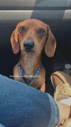 Lost Male Dog last seen McCormick st, Denton, TX 76205