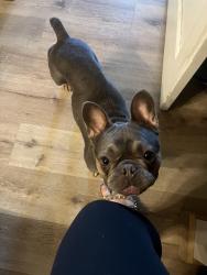Found/Stray Female Dog last seen Clarence Tart Park, Dunn, NC 28334