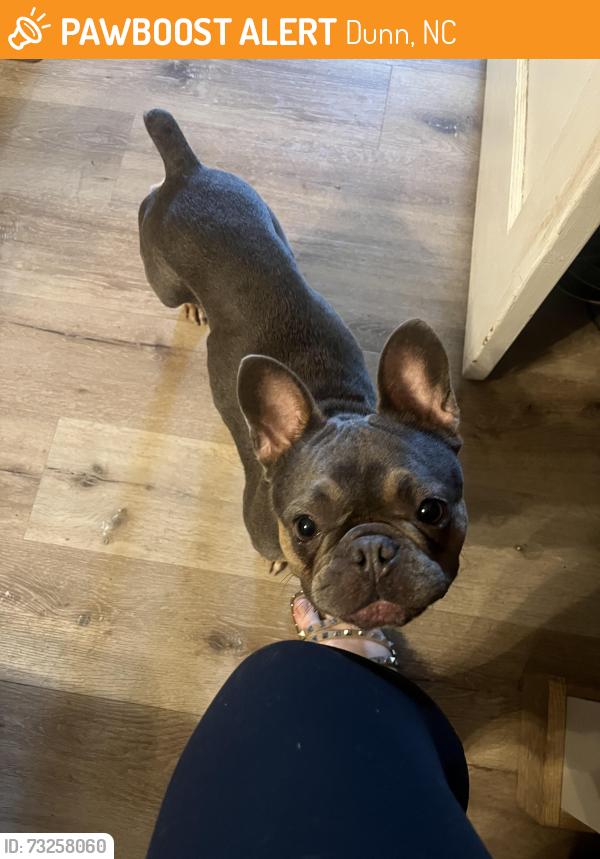 Found/Stray Female Dog last seen Clarence Tart Park, Dunn, NC 28334