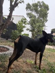 Lost Male Dog last seen Western blvd & Florence blvd, Los Angeles, CA 90047