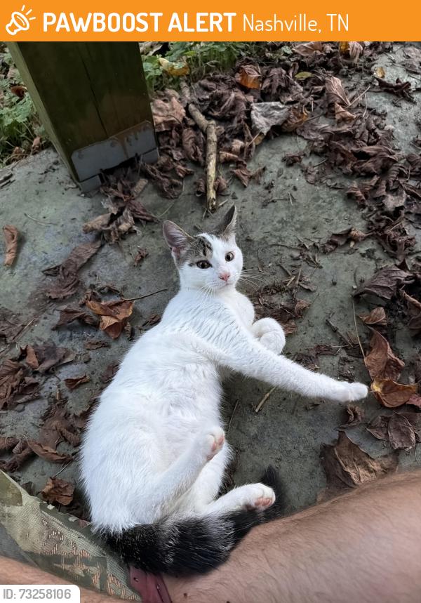 Found/Stray Male Cat last seen Faulkner Dr and Leopole Rd, Nashville, TN 37211