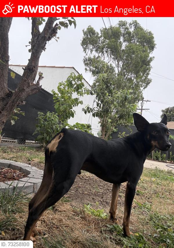 Lost Male Dog last seen Western blvd & Florence blvd, Los Angeles, CA 90047