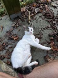 Found/Stray Male Cat last seen Faulkner Dr and Leopole Rd, Nashville, TN 37211