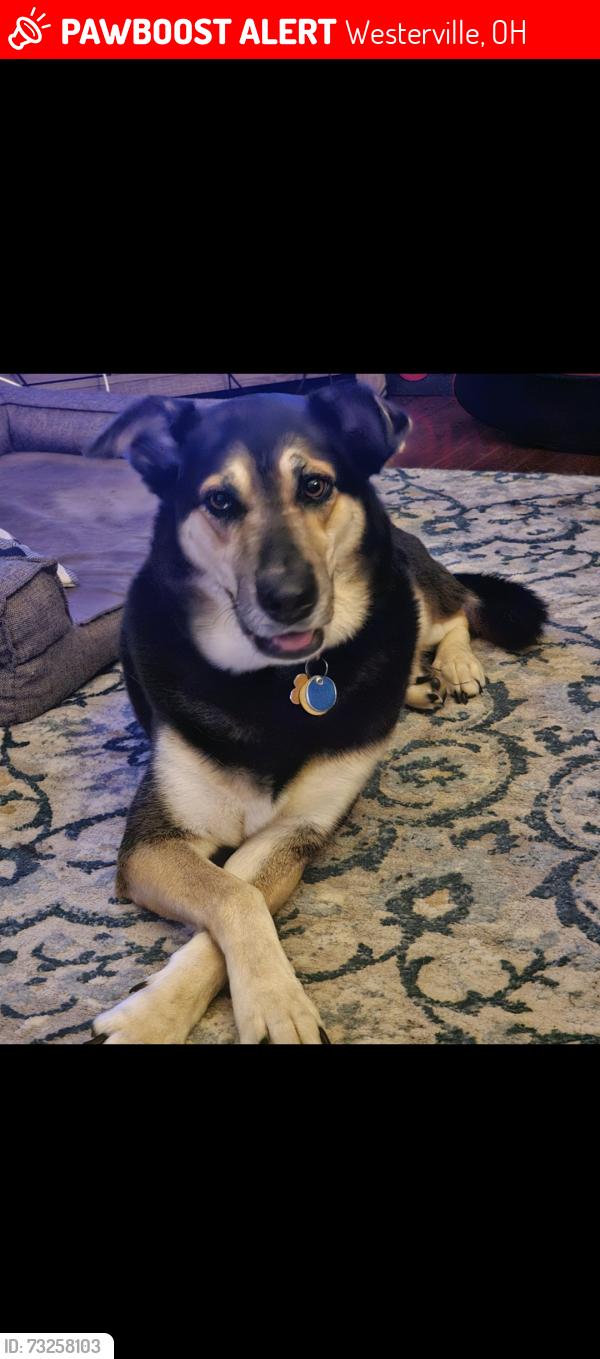 Lost Male Dog last seen Near Warner Rd. and North Hamilton Rd, Westerville, OH 43081