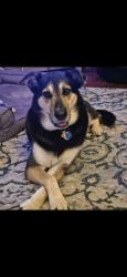 Lost Male Dog last seen Near Warner Rd. and North Hamilton Rd, Westerville, OH 43081