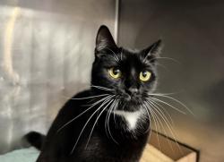 Shelter Stray Female Cat last seen Near E 153rd Street, BRONX, NY, 10451, 326 E 110th St, New York, NY 10029, USA