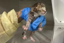 Shelter Stray Male Cat last seen Near W 128th Street, NEW YORK, NY, 10027, 326 E 110th St, New York, NY 10029, USA