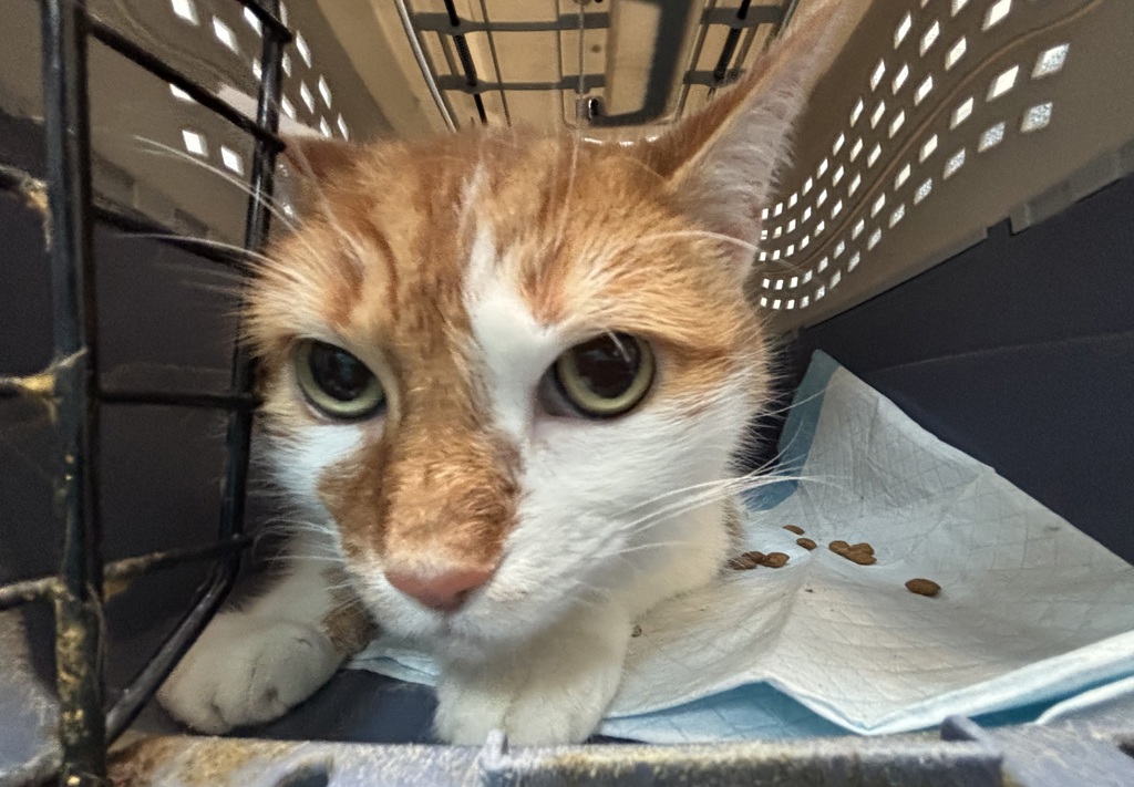 Shelter Stray Male Cat last seen Near Randall Avenue, BRONX, NY, 10473, 326 E 110th St, New York, NY 10029, USA