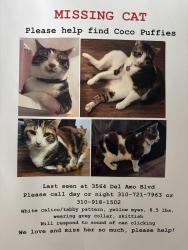 Reunited Female Cat last seen Del amo blvd and Madison, Torrance, CA 90503