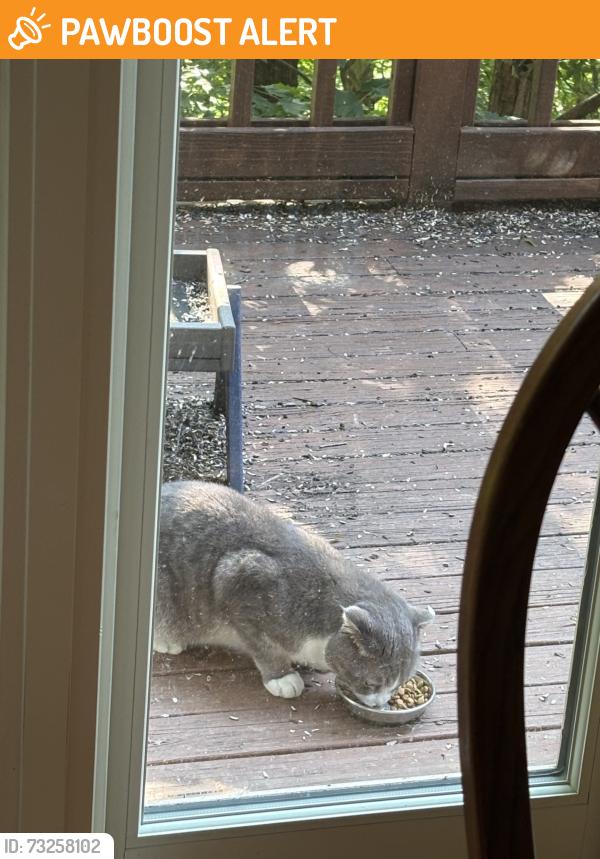 Found/Stray Male Cat last seen Fountains BLVD and Squirrel Hollow, West Chester Township, OH 45069