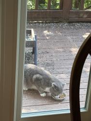 Found/Stray Male Cat last seen Fountains BLVD and Squirrel Hollow, West Chester Township, OH 45069