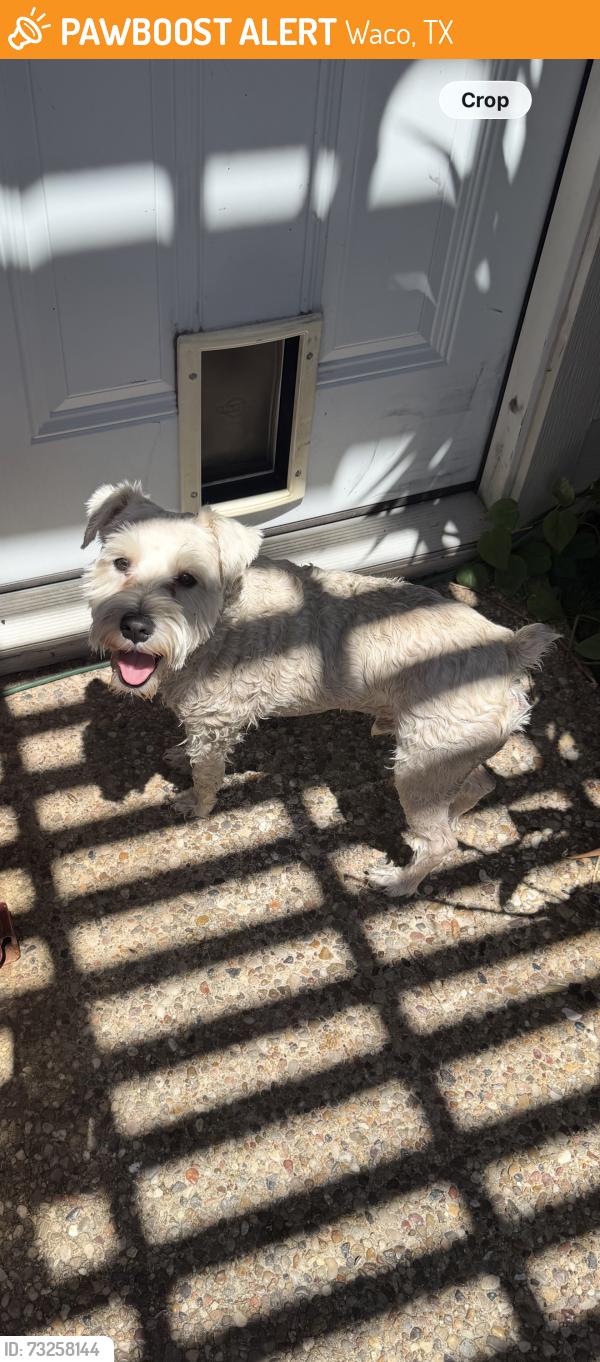 Found/Stray Male Dog last seen N 44th and Conbs Ave, Waco, TX 76710