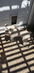 Found/Stray Male Dog last seen N 44th and Conbs Ave, Waco, TX 76710