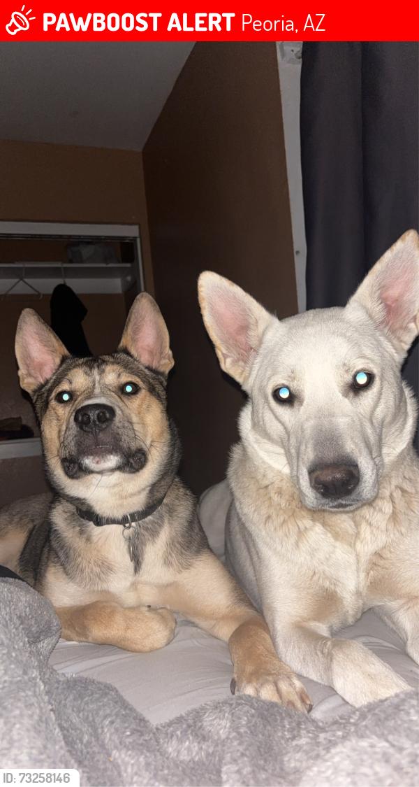 Lost Female Dog last seen 75th ave and Peoria, Peoria, AZ 85345