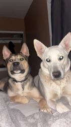 Lost Female Dog last seen 75th ave and Peoria, Peoria, AZ 85345