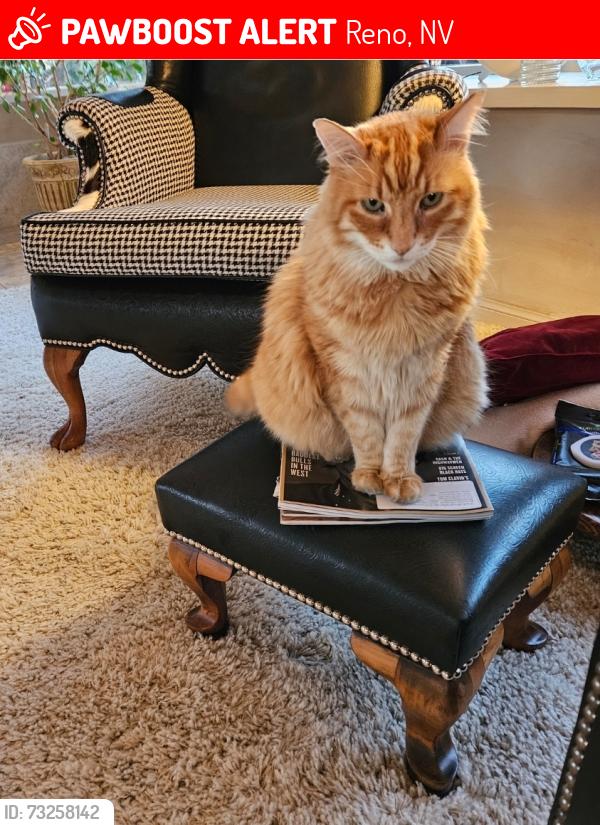 Lost Male Cat last seen Camill Dr/Solari Dr, Reno, NV 89509
