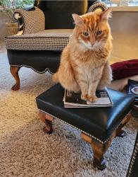 Lost Male Cat last seen Camill Dr/Solari Dr, Reno, NV 89509