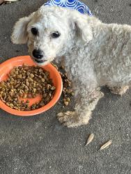 Found/Stray Male Dog last seen San joaquin st, Stockton, CA 95206