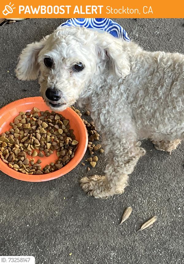 Found/Stray Male Dog last seen San joaquin st, Stockton, CA 95206