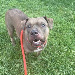 Shelter Stray Male Dog last seen , Animal Care & Control Team of Philly, 111 W Hunting Park Ave, Philadelphia, PA 19140, USA