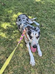 Reunited Female Dog last seen Near Silo, Arlington, TX 76002